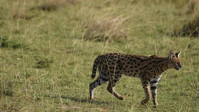 A serval cat walking among the tall grasses inside Masai Mara National Reserve during a wildlife safari