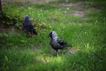 The western jackdaw Coloeus monedula, also known as the Eurasian jackdaw, European jackdaw, or simply jackdaw, is a passerine bird in the crow family. 