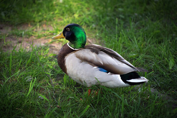 Ducks rest on the spring grass at the water's edge. Birds hide in the shade from the summer heat. Birds close-up.