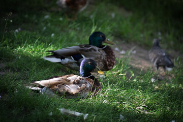 Ducks rest on the spring grass at the water's edge. Birds hide in the shade from the summer heat. Birds close-up.