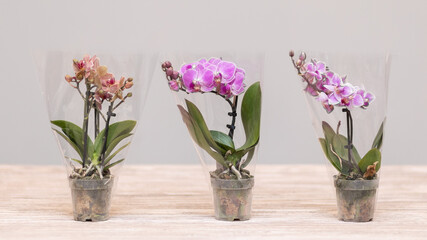 Fototapeta na wymiar Small Moth orchids, Phalaenopsis