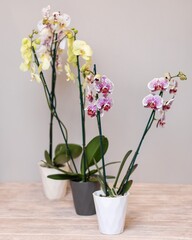 Colorful Moth orchids, Phalaenopsis