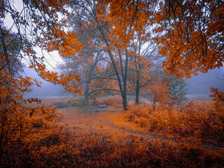 Atmospheric autumn forest in the fog. Yellow and orange leaves on the trees in the morning forest. Beautiful background.