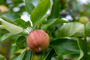 background with ripe red apples on a tree