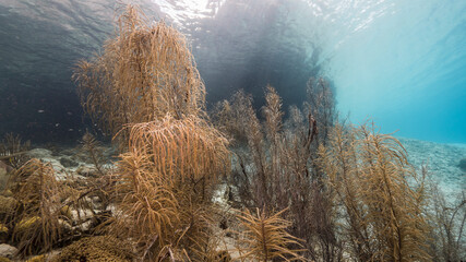 Seascape in shallow water of coral reef in Caribbean Sea / Curacao with fish, coral, sponge and view to surface and sunbeams