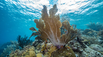 Seascape in shallow water of coral reef in Caribbean Sea / Curacao with fish, Sea Fan / Gorgonian Coral and sponge
