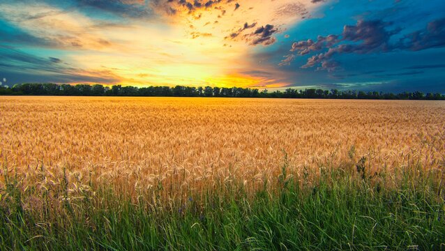Free Field Images – Browse 24,121 Free Stock Photos, Vectors, and Video ...