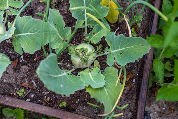 Kohlrabi cabbage growing in garden. Kohlrabi or turnip cabbage in vegetable bed.