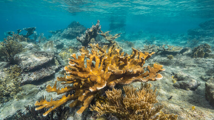 Seascape in shallow water of coral reef in Caribbean Sea / Curacao with fish, Elkhorn Coral and sponge