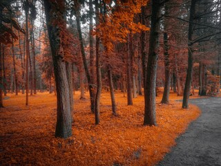 Obraz premium Atmospheric autumn forest in the fog. Yellow and orange leaves on the trees in the morning forest. Beautiful background.