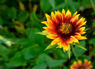 flower growing on green leaf background