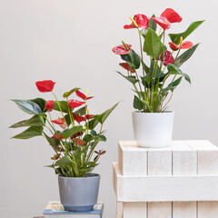 Red Anthurium Laceleaf flower plant in pot