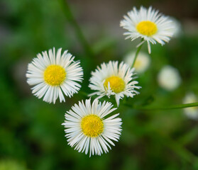 flower growing on green leaf background