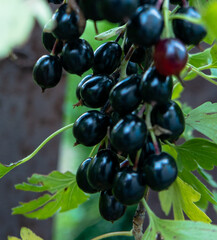 black currant grows on a green leaf background