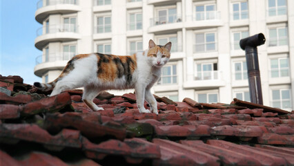 cat on the roof. animal photography.