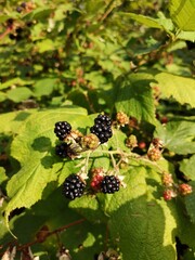 blackberry on the bush