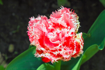 Bud of a Tulip on a beautiful background of macro