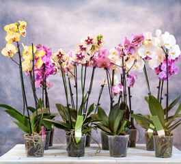 Fototapeta na wymiar Moth orchid, phalaenopsis flowers on the blue background