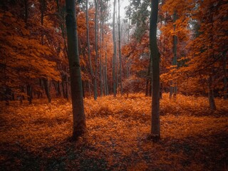 Atmospheric autumn forest in the fog. Yellow and orange leaves on the trees in the morning forest. Beautiful background.