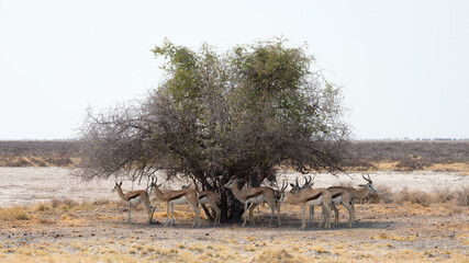 Springboks hiding from the African sun in the shadow of a big bush. Etosha National Park, Namibia..