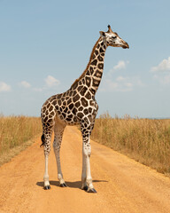 Giraffe in profile view standing on a gravel road in the "Murchison Falls National Park", Uganda.