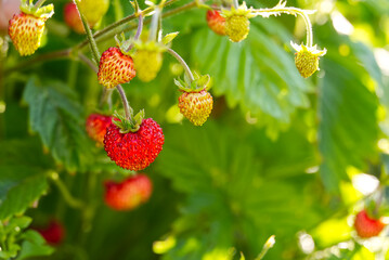 Red Fragaria Or Wild Strawberries, Growing Organic Wild Fragaria . Ripe Berry In Garden. Natural Organic Healthy Food Concept.