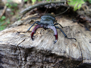 Lucanus cervus