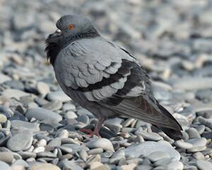 Full-body profile view of a Rock Dove standing on a pebble beach in Nice (France).