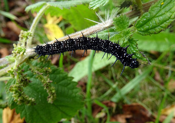 Chenille noire tâchetée