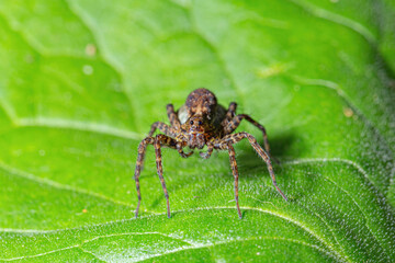 Small spider sitting on a green leaf