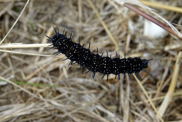 Chenille noire et tachetée