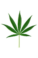 Marijuana leaf in fresh green color. Leaf of the hemp plant isolated on a white background.