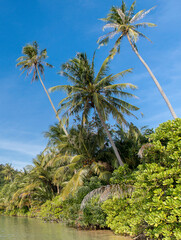 Fototapeta na wymiar palm trees on the beach, Koh Mak beach, Koh Mak Island , Thailand.
