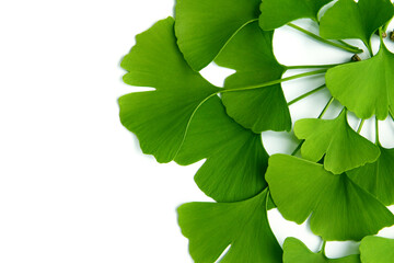 Many green leaves of ginkgo biloba isolated on a white background and arranged in a composition suitable for the original design for advertising, banner, poster or packaging.