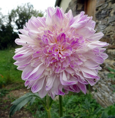 Dahlia japonais