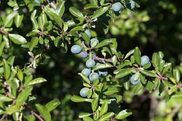 Blackthorn branch with ripening berries and green leaves