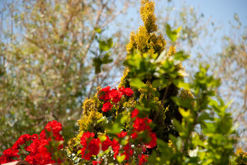 fleurs rouges sur un arbre
