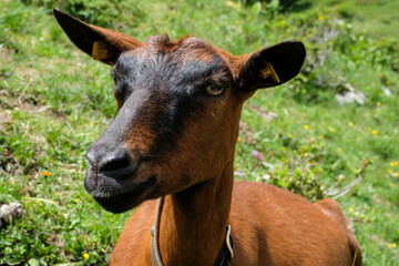 Close up from a goat in the austrian alps