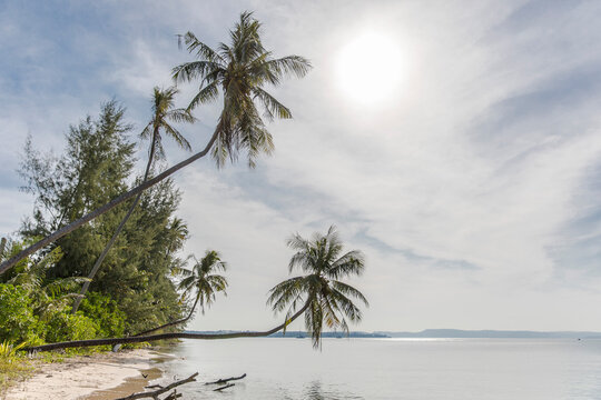 palm trees on the beach, Koh Mak beach, Koh Mak Island , Thailand. © MuratTegmen