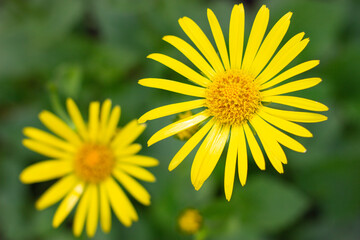 Blossom of yellow doronicum flower. Top view, close up.
