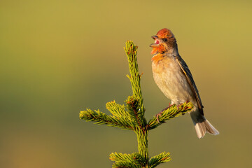 Common rosefinch (Carpodacus erythrinus), with beautiful green background. Colorful song bird with red feather sitting on the branch in the mountains. Wildlife scene from nature, Czech Republic