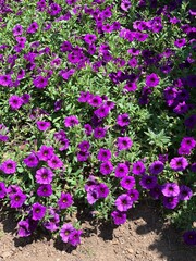 purple flowers in a garden