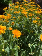 yellow flowers in the garden