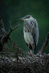 Grey heron (Ardea cinerea), with beautiful green coloured background. Colorful water bird with grey feather sitting on the nest near the river. Wildlife scene from nature, Czech Republic