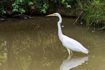 Great egret also known as the common egret, large egret, great white egret or great white heron © nedomacki