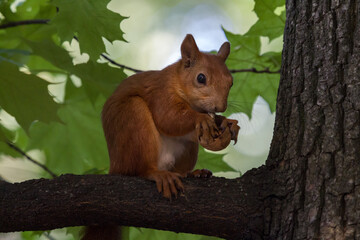 squirrel on a tree eats a nut