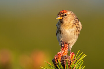 Lesser redpoll (Acanthis cabaret), with beautiful orange coloured background. Colorful song bird...