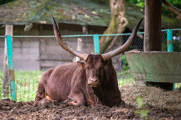 The Ankole-Watusi is a modern American breed of domestic cattle. © nedomacki