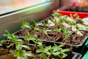 A lot of small flower sprouts in the tray.