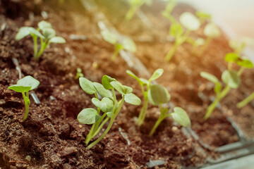 Trays with shoots of young fresh greens for growing vegetables.